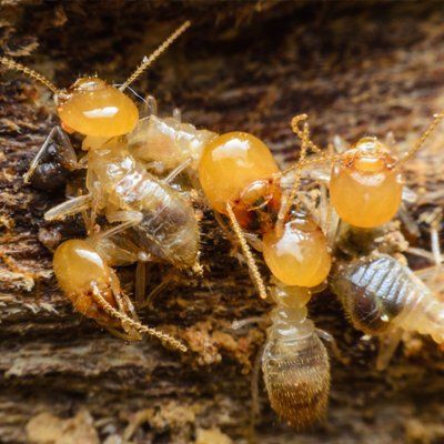 Termite Control