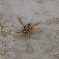 Close-up of a yellow-and-black wasp on a gray surface