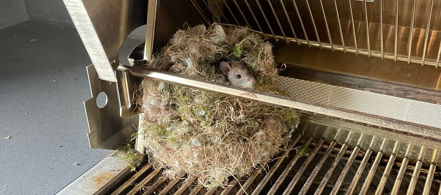 Bird nest with eggs trapped in a metal machine grate