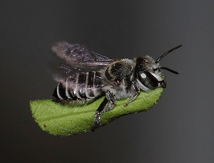 Black-and-white bee perched on a green leaf against a dark background