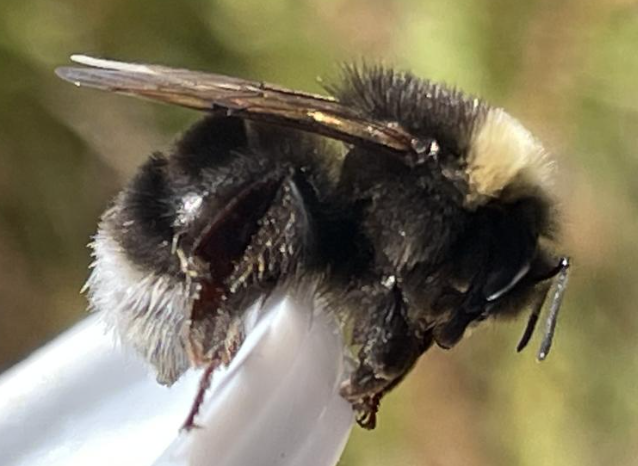 Close-up of a fuzzy black-and-yellow bee perched on a white stem against a blurred green background