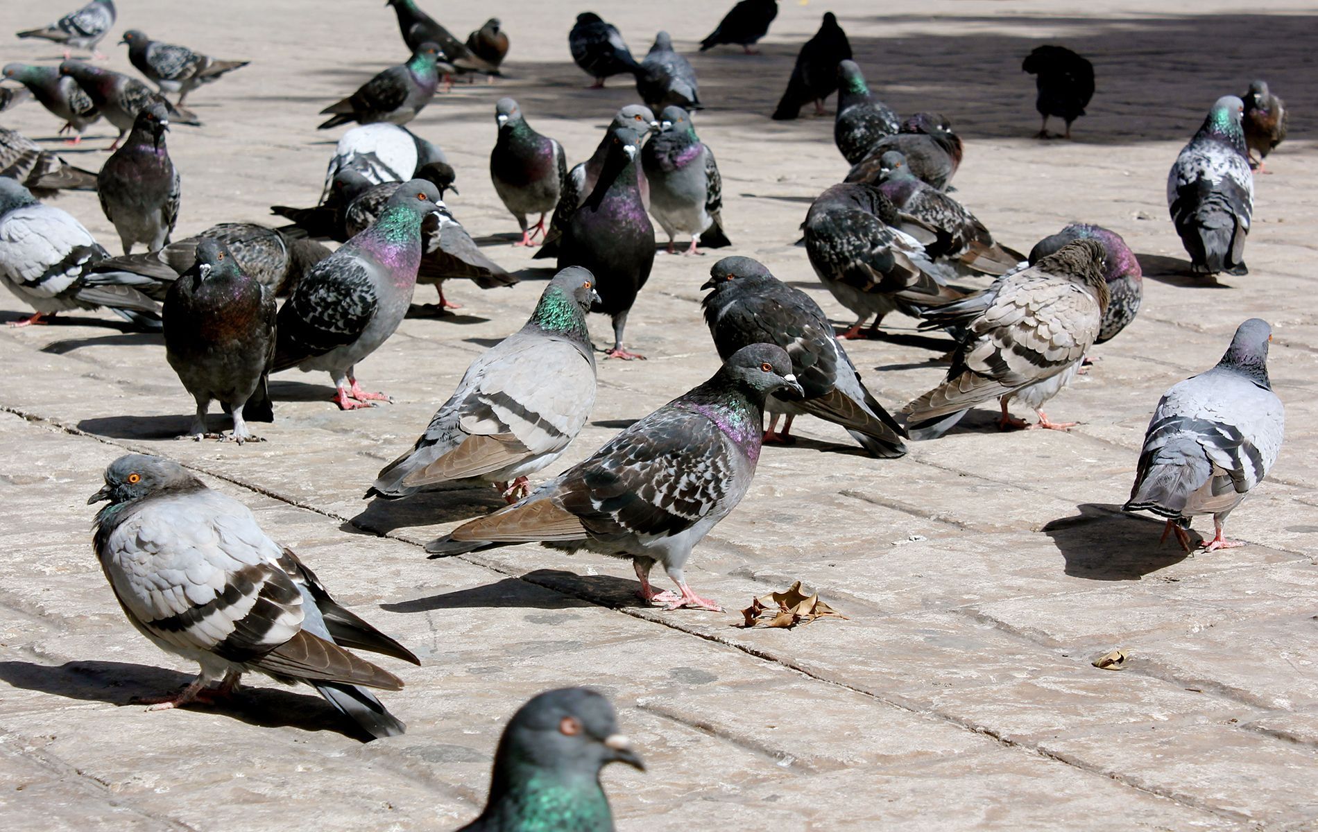 Pigeons pecking at food on a sunny paved plaza