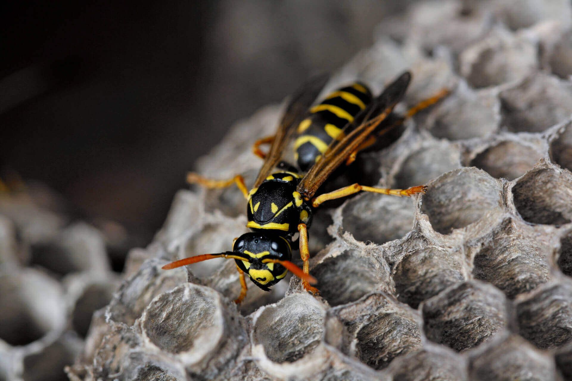 Yellow and black wasp on a gray honeycomb nest