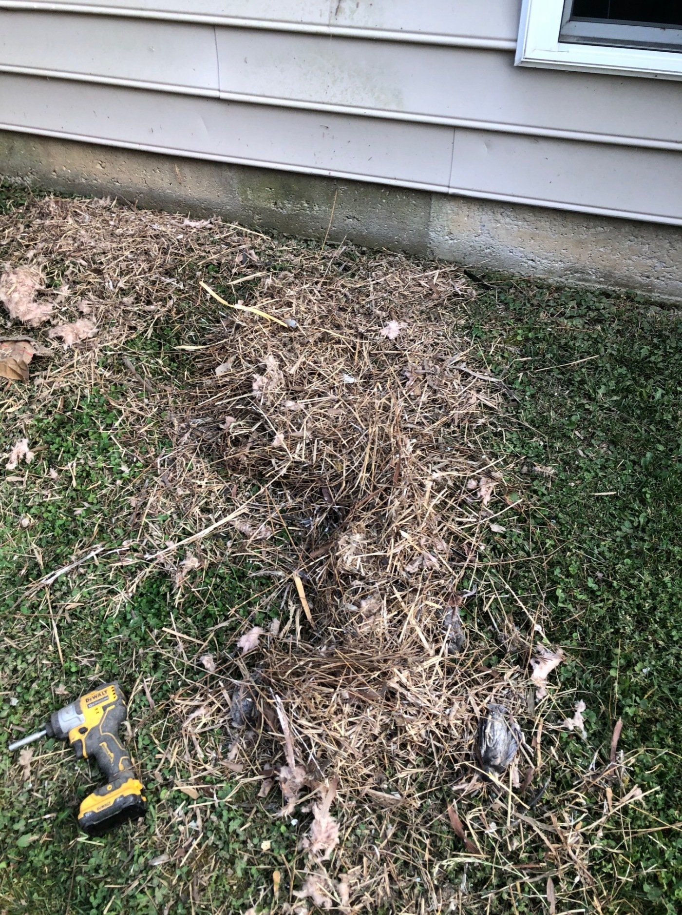Bird nest removed from vent duct
