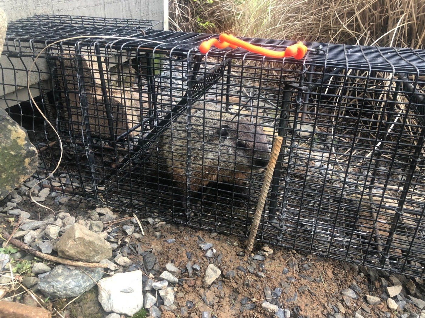 Groundhog Removal | Woodchuck Removal | Nashville, TN