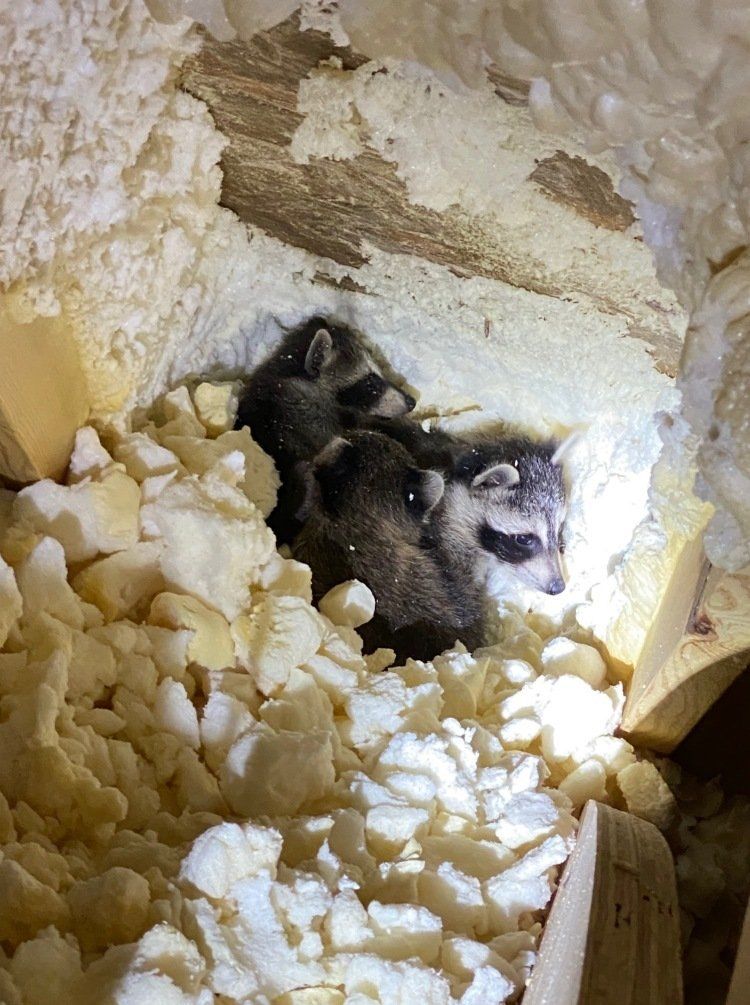 Baby Raccoon