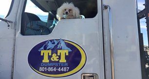 Dog in truck