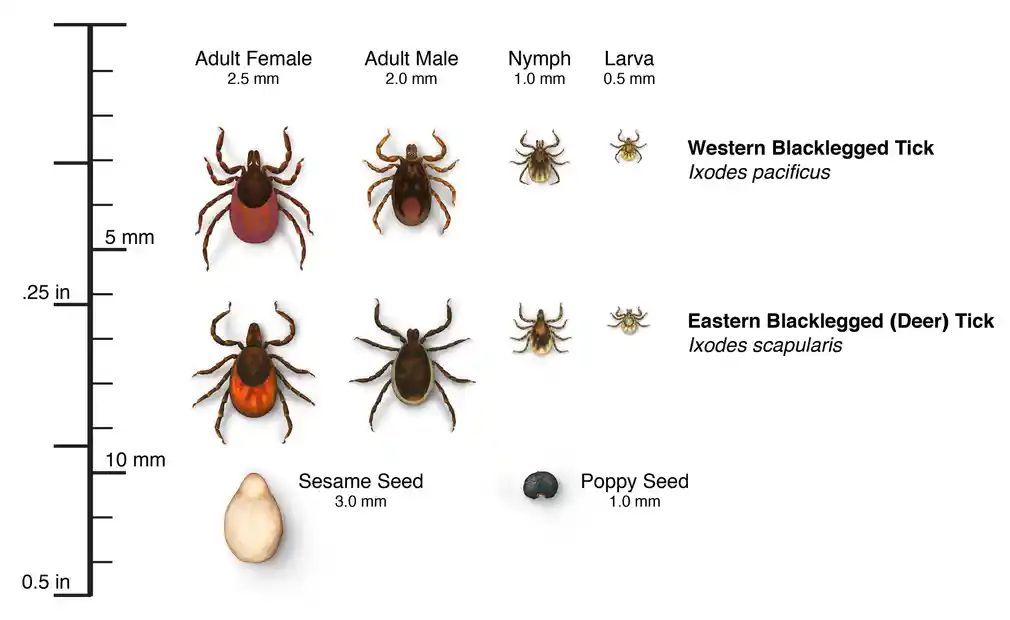 an image showing the size of different types of ticks
