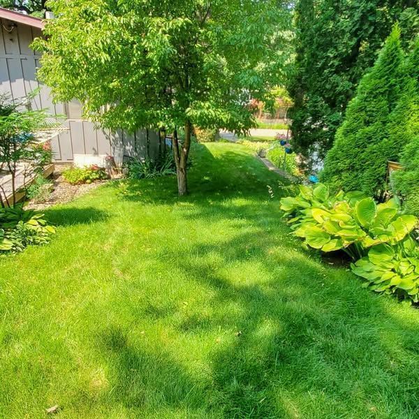 Lush green lawn with trees and garden beds in front of a house on a sunny day.