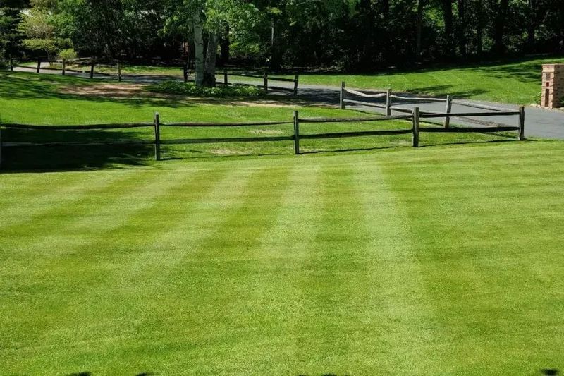 Lawn with mowed stripes, wooden fence, trees in the background. Bright green grass, sunny day.