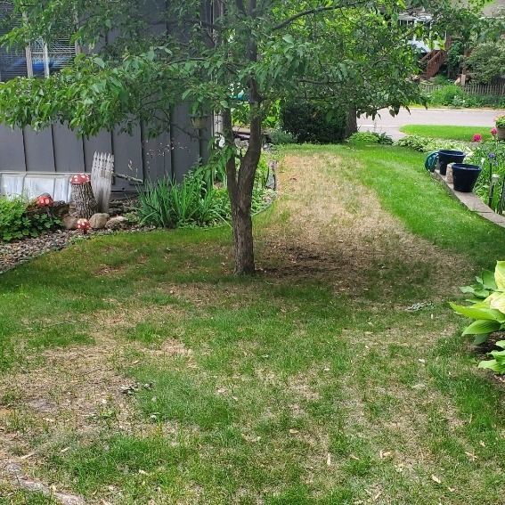 Green lawn with a tree, with some brown patches. House in background.