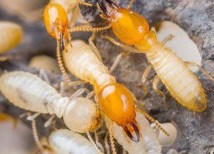 Allied Termite And Pest Control Of Greater Richmond Llc Quinton