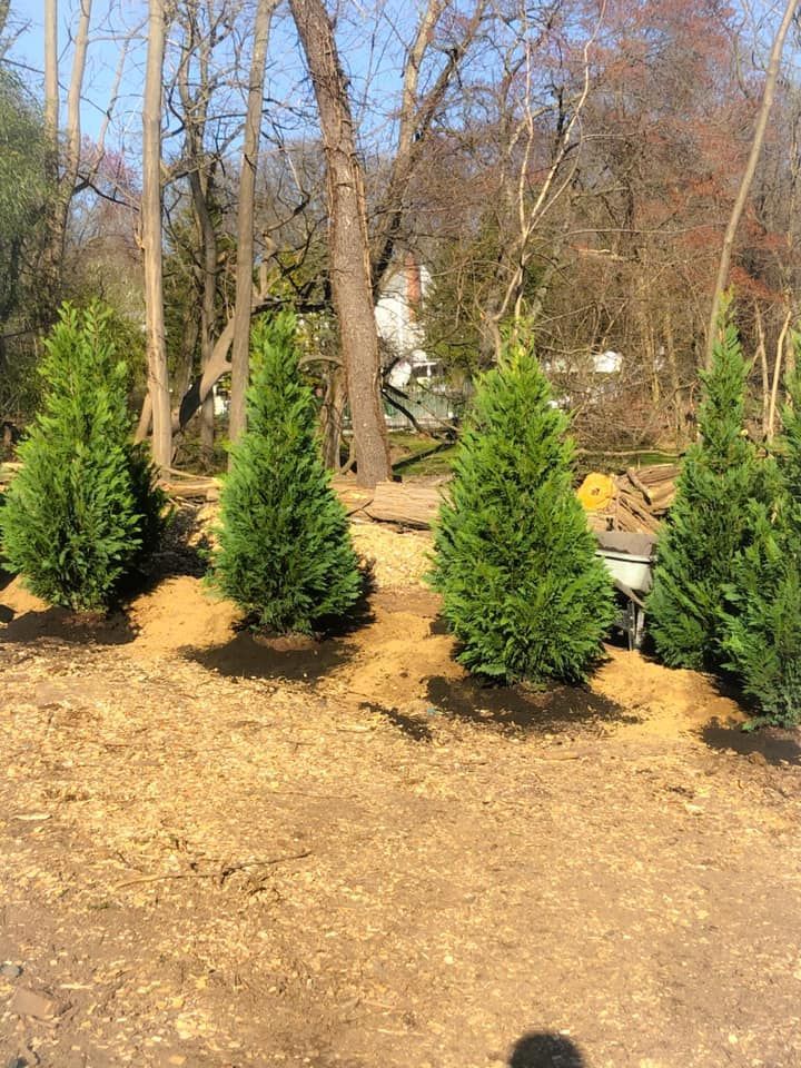 A row of christmas trees sitting on top of a dirt field.