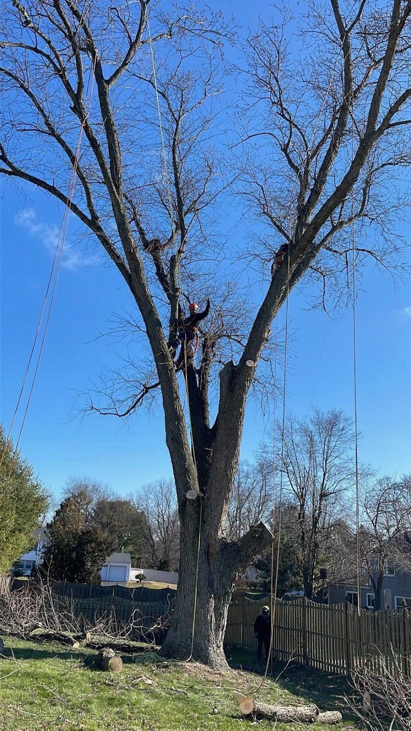A man is climbing a tree in a backyard.