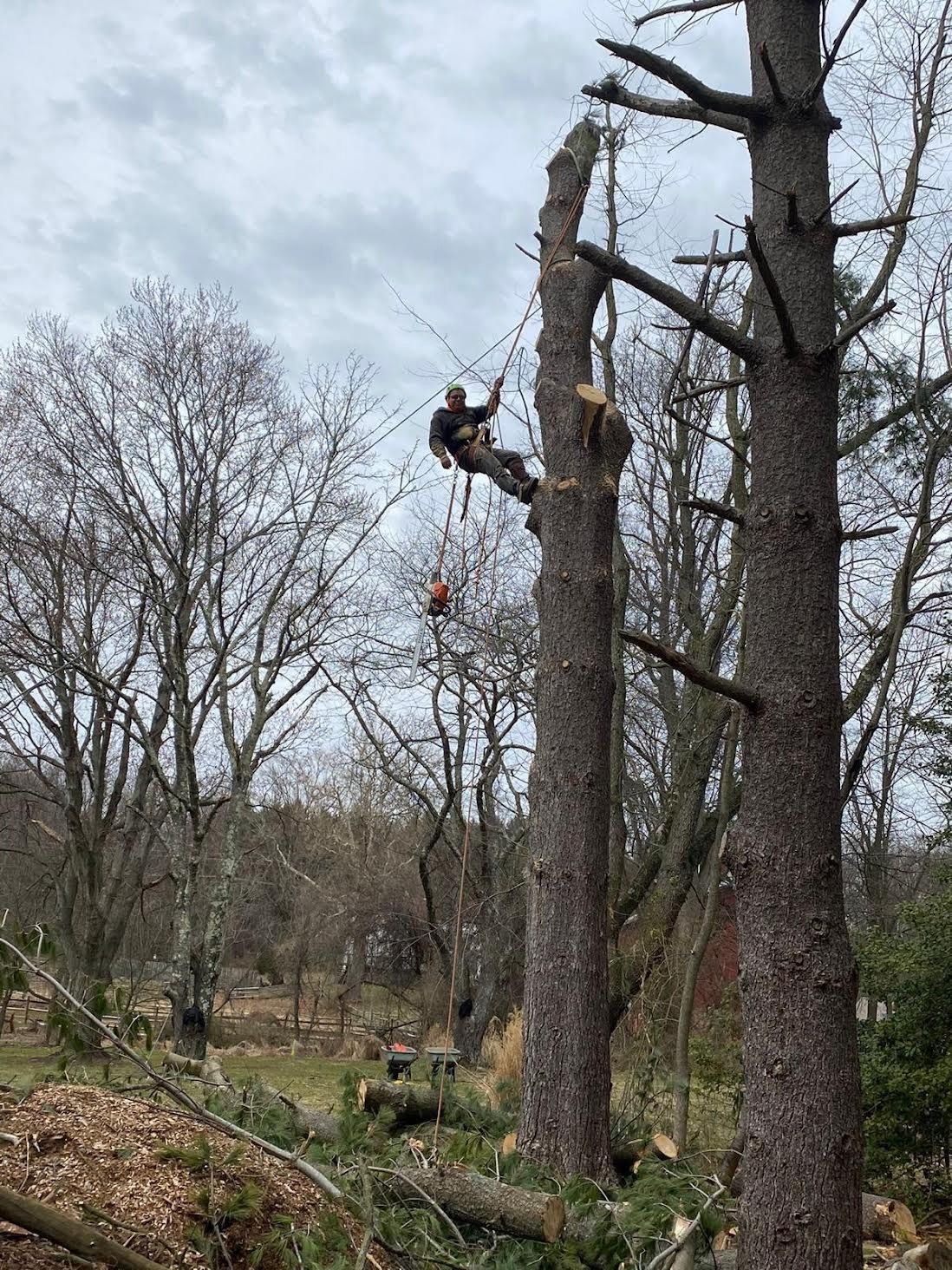 A man is climbing a tree in the woods.