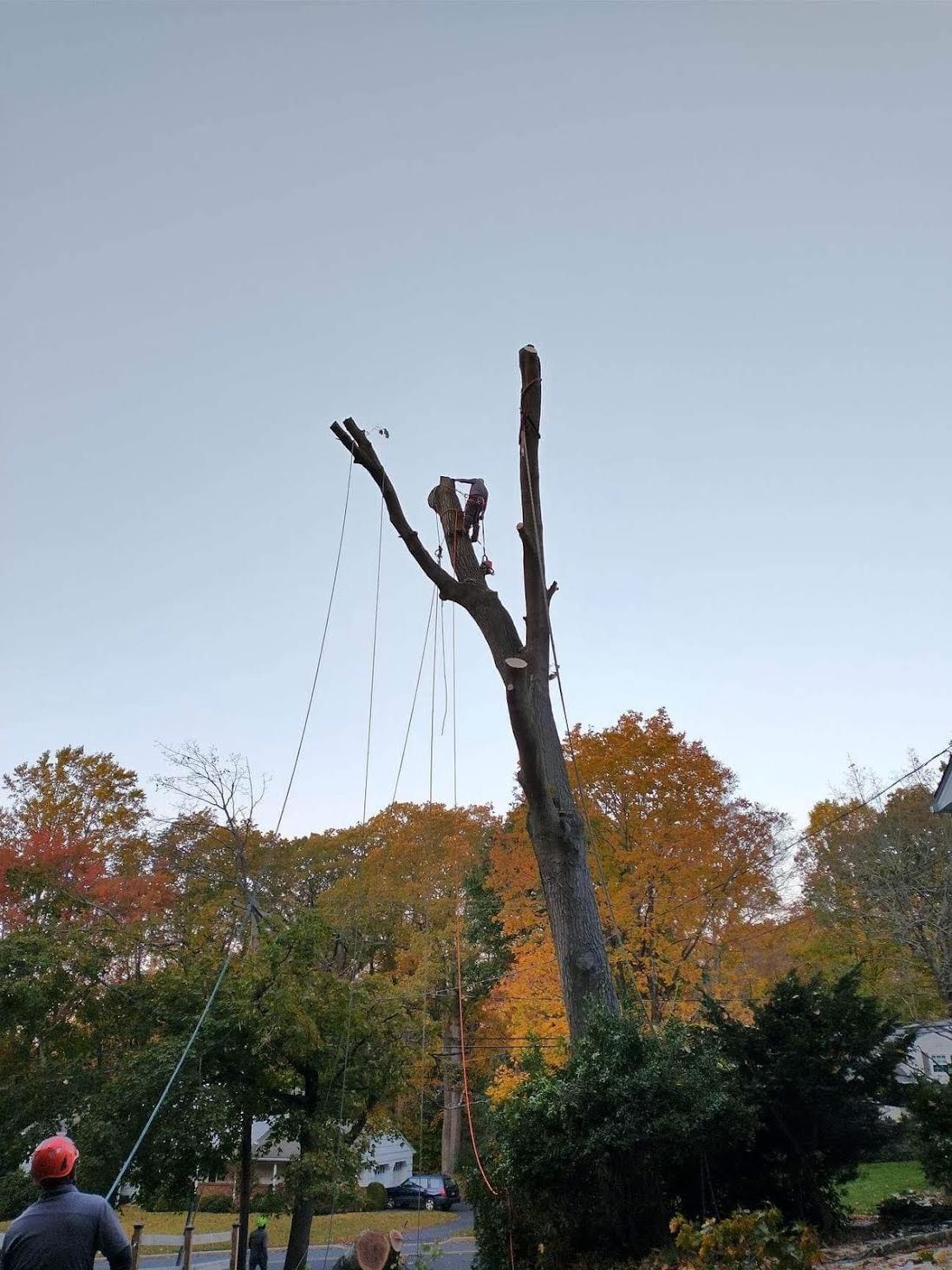 A man is climbing a tree with a chainsaw.