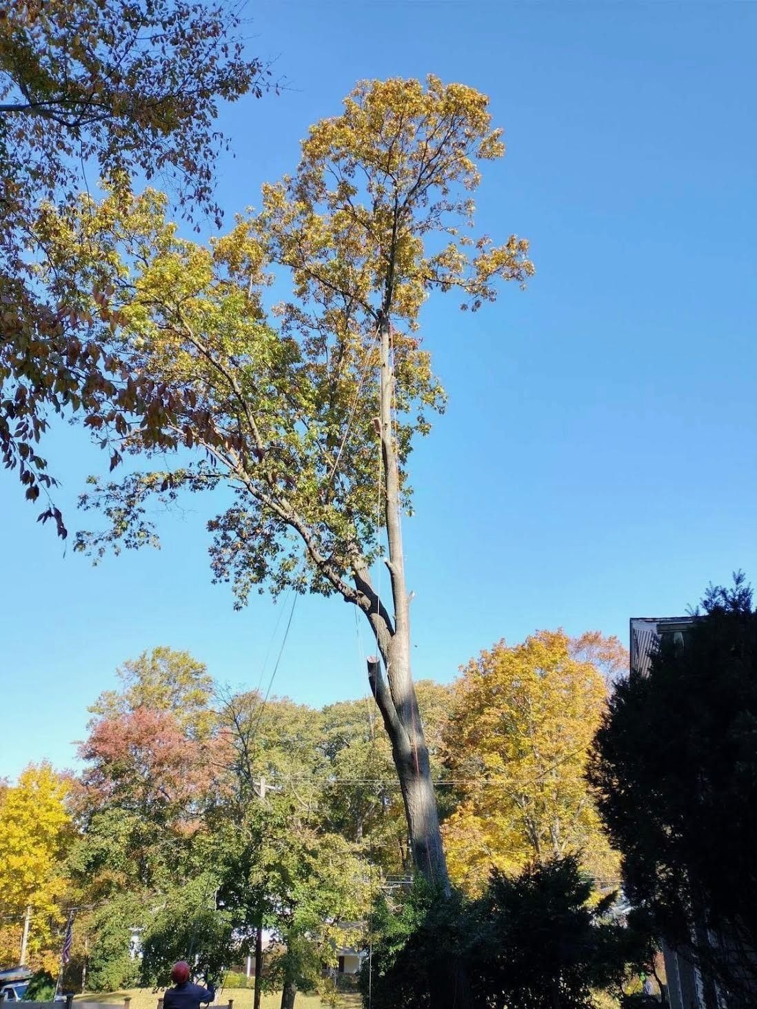 A large tree with a blue sky in the background