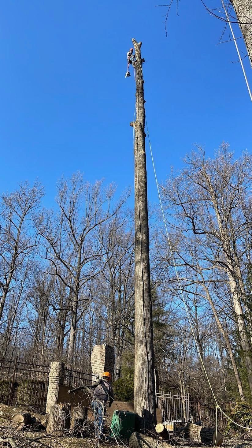 A man is climbing up a tall tree in the woods.