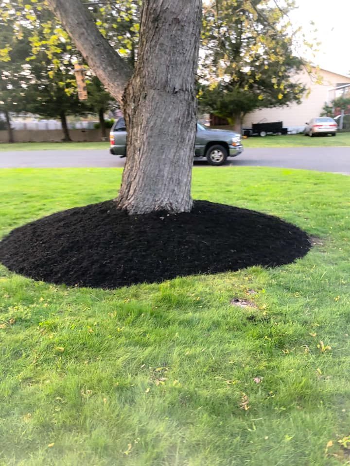 A tree trunk is surrounded by black mulch in a lush green yard