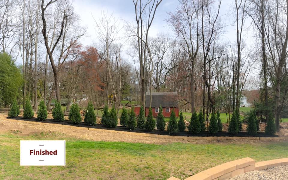 A row of trees in a yard with a house in the background.