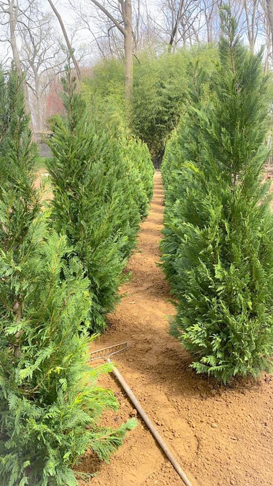 A row of christmas trees lined up next to each other in a garden.