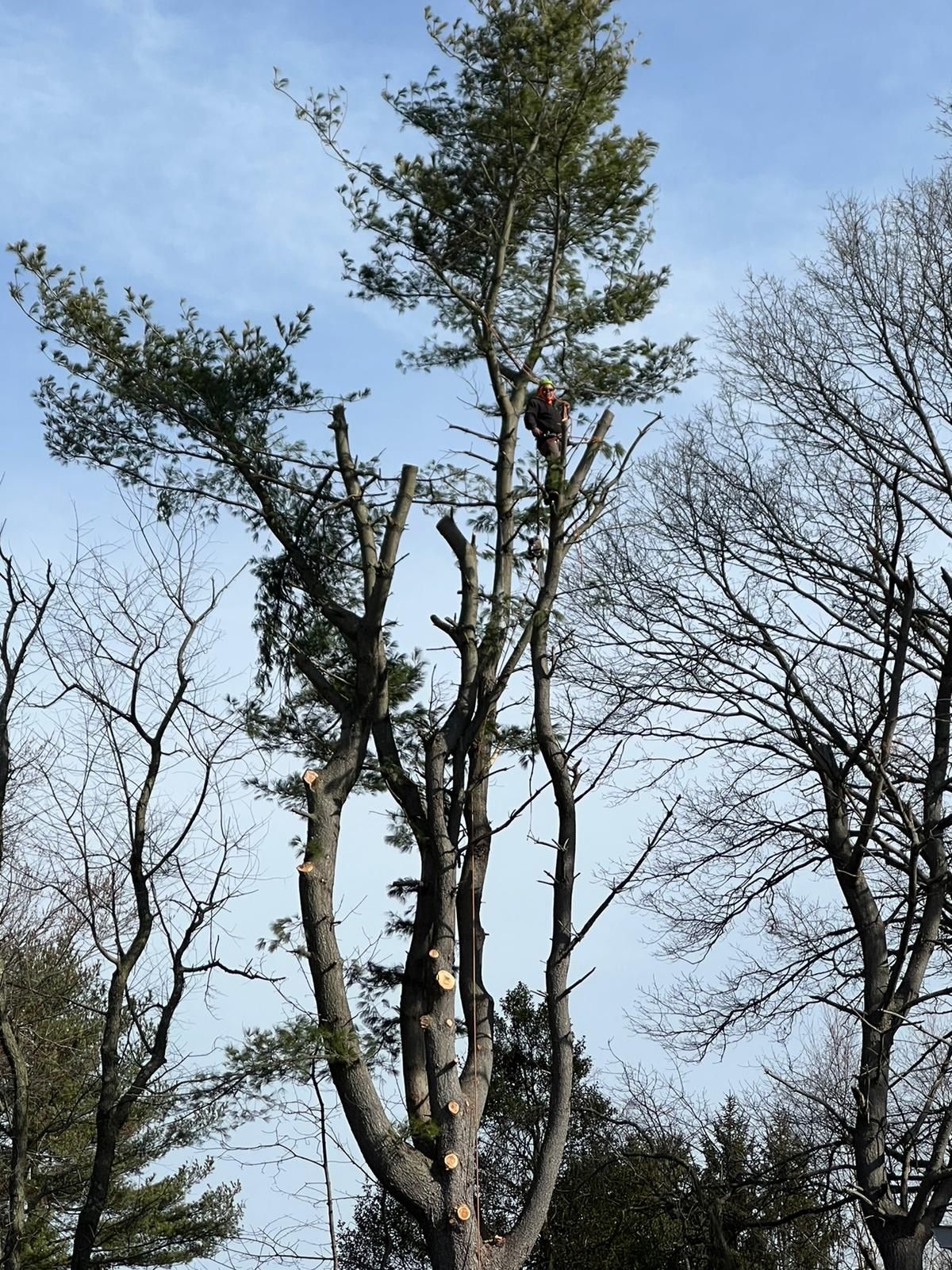 A man is climbing a tree with a chainsaw.
