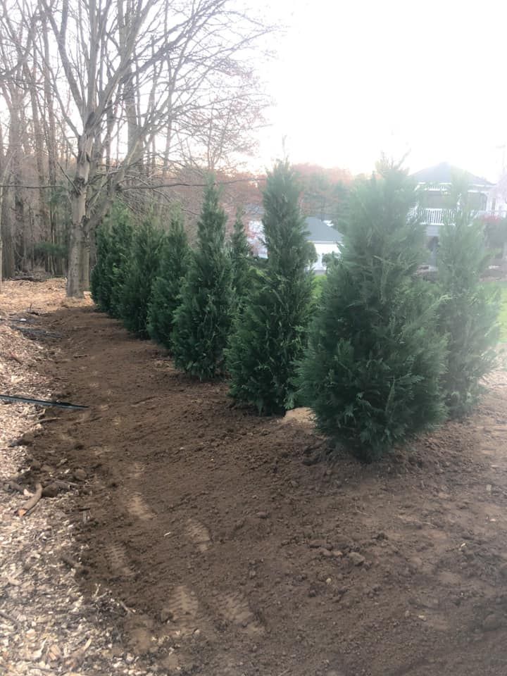 A row of christmas trees sitting on top of a dirt field.