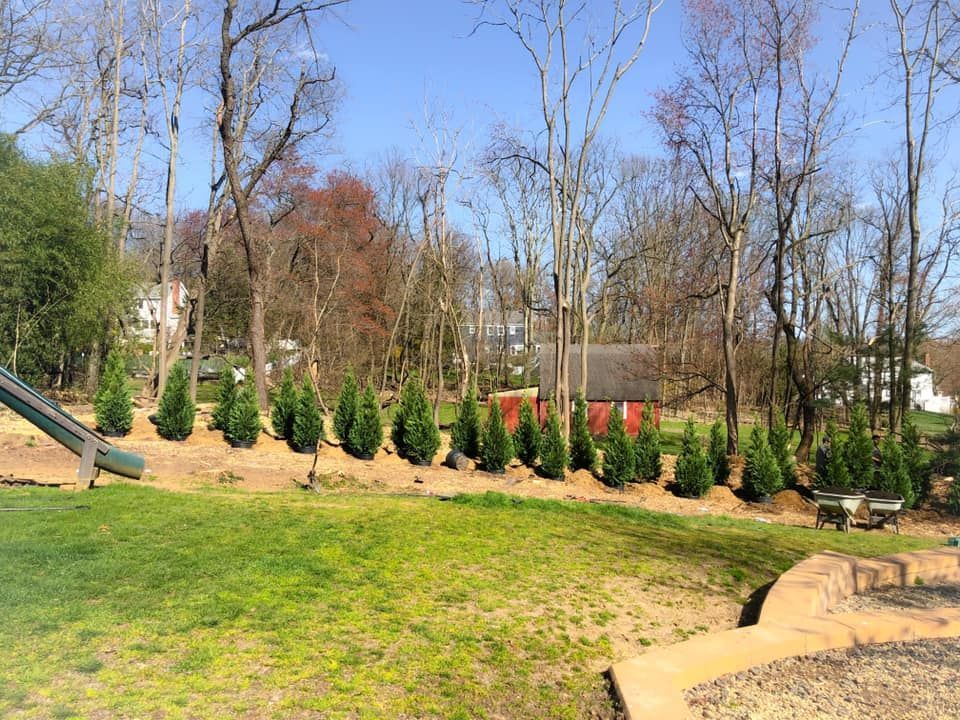 A row of christmas trees is lined up in a field