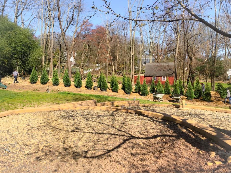A row of christmas trees in a field with a red barn in the background.