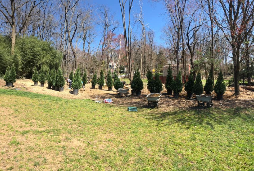 A row of christmas trees in a field with trees in the background.