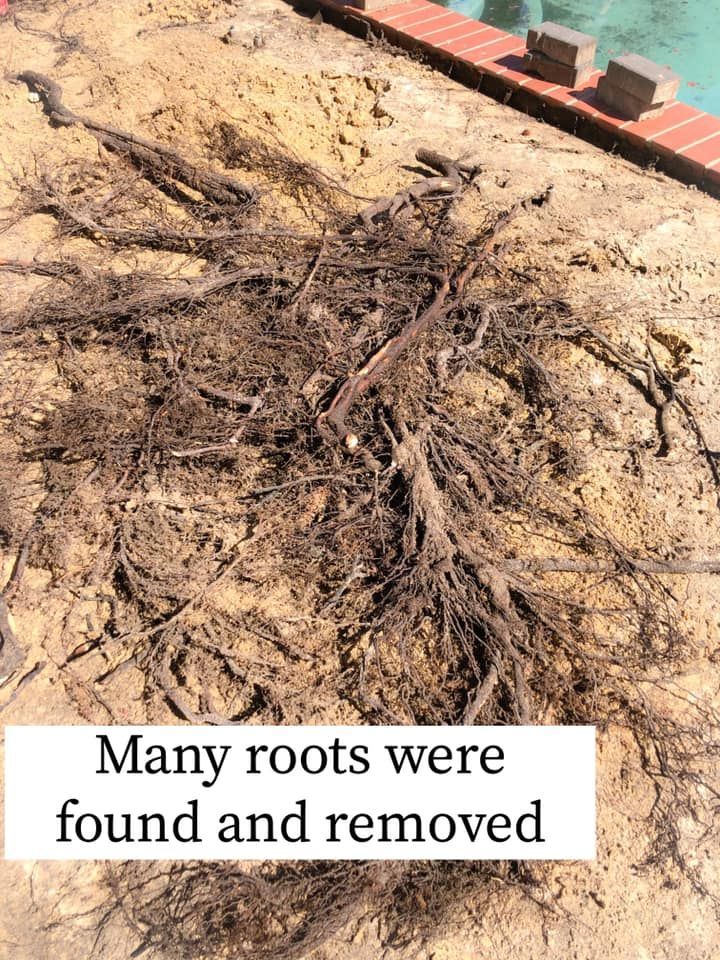 Many roots were found and removed from the ground.