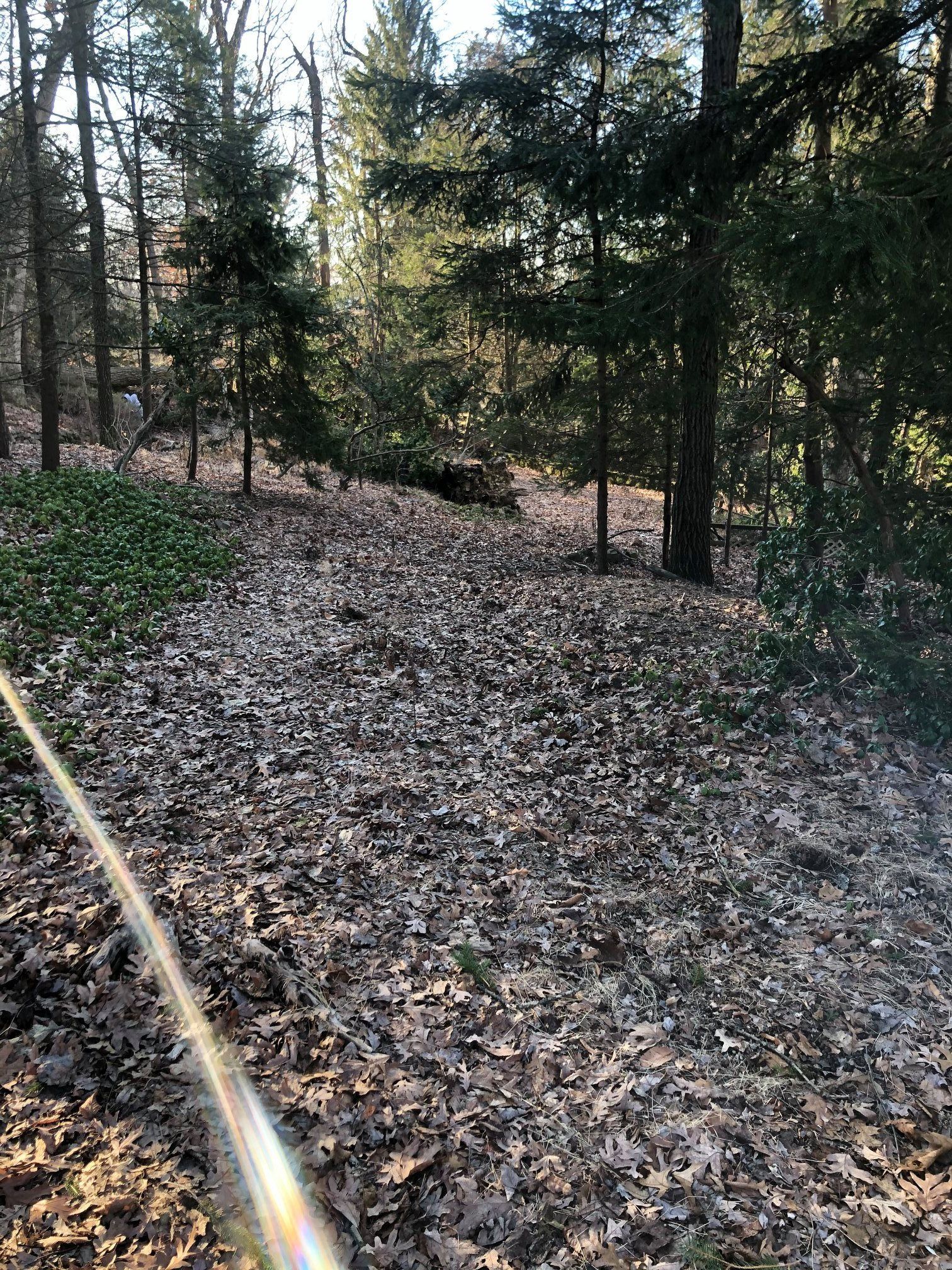 There is a lot of leaves on the ground in the woods.