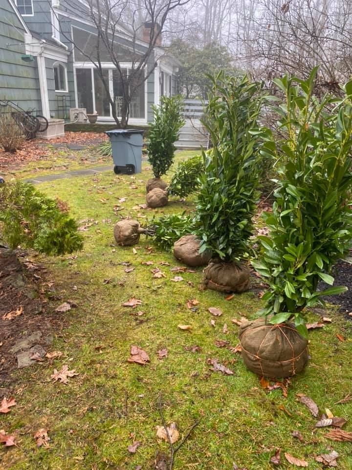A row of plants sitting on top of a lush green lawn
