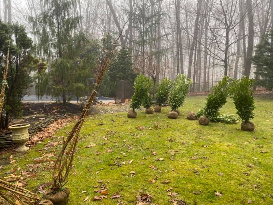 A row of trees sitting on top of a lush green lawn