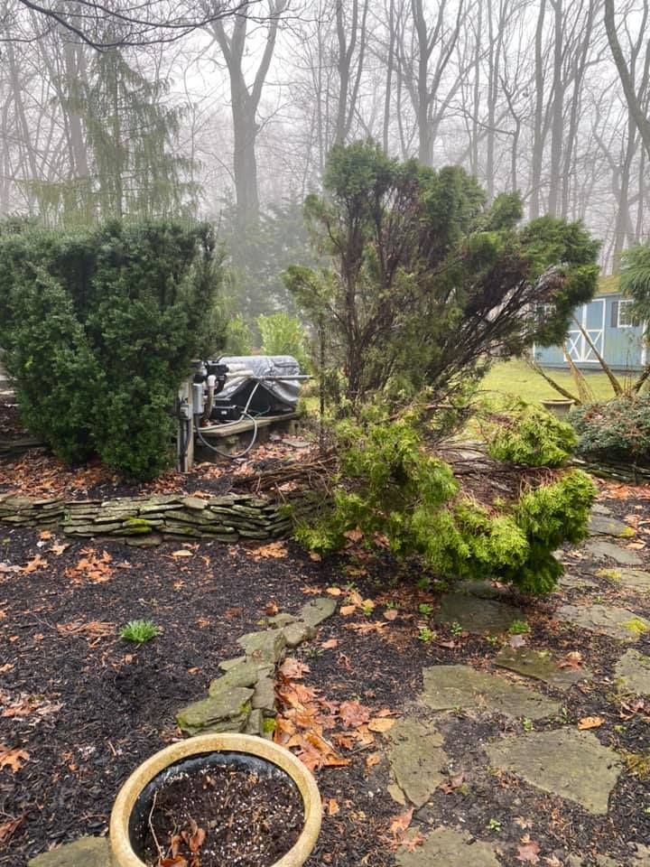 A fallen tree in a garden with a pot in the foreground