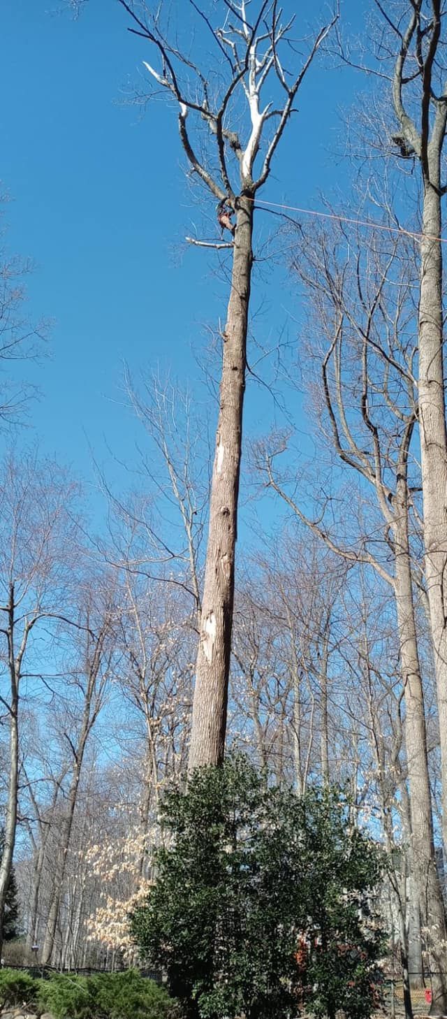 A large tree in the middle of a forest with a blue sky in the background.
