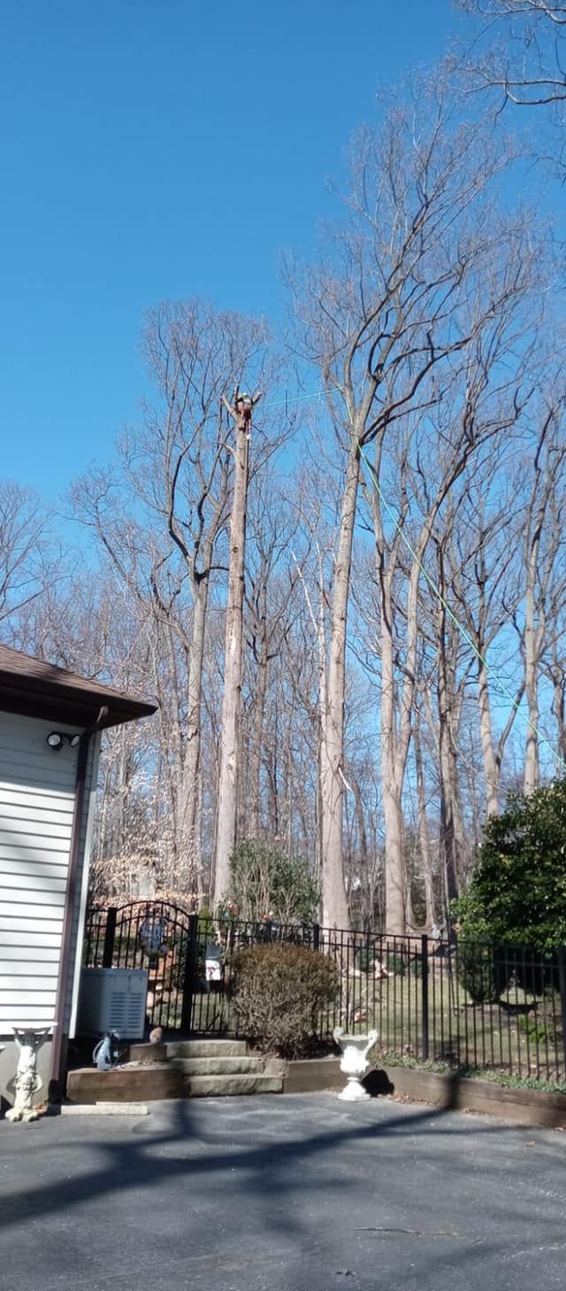 A house with a lot of trees in the background and a blue sky