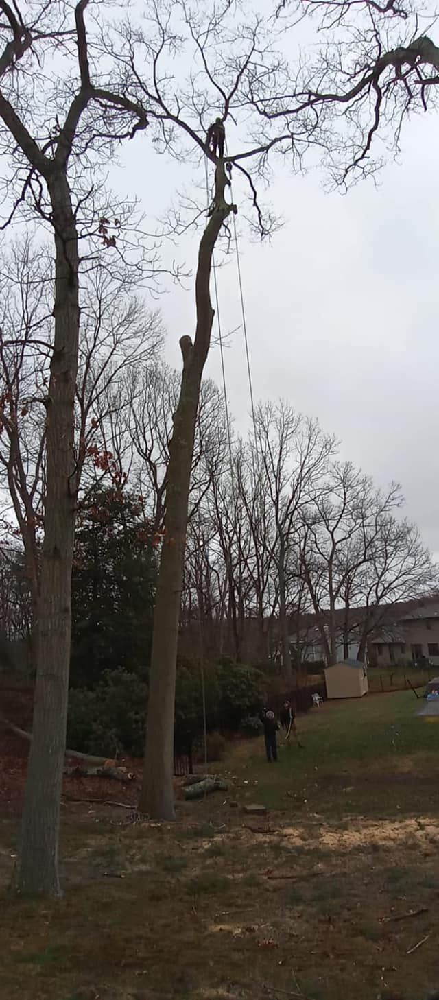 A man is climbing a tree with a chainsaw.