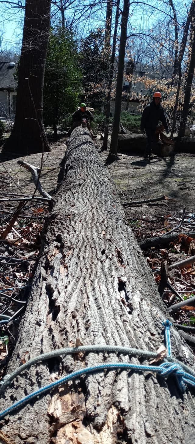 A person is cutting a tree branch with a chainsaw