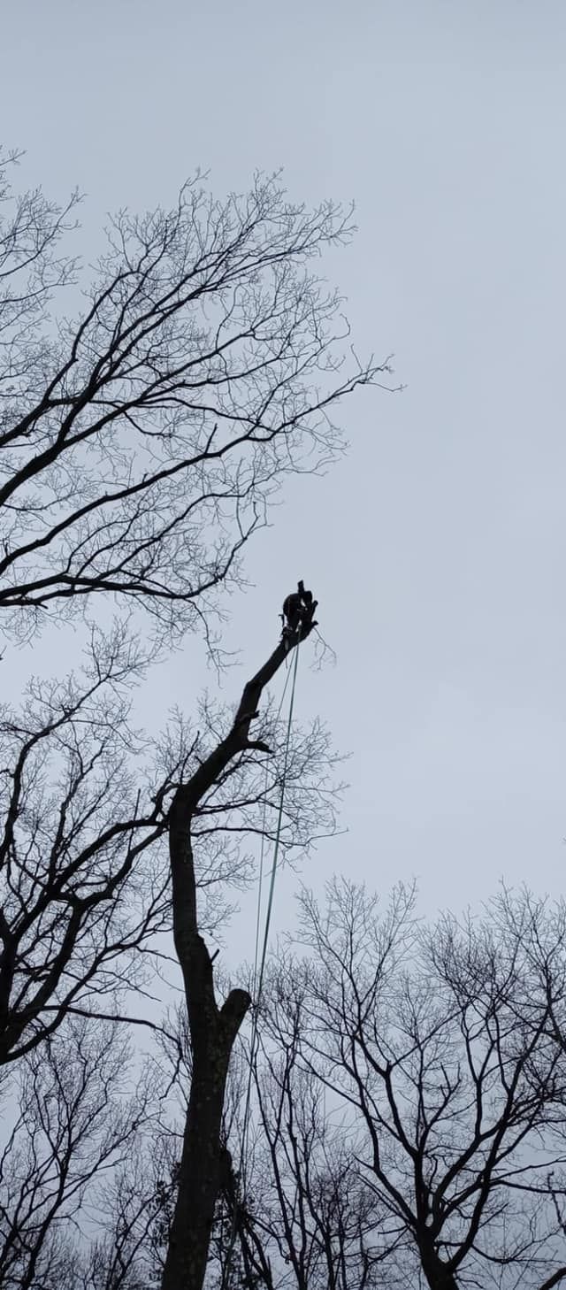 A tree branch is being cut  with a chainsaw.
