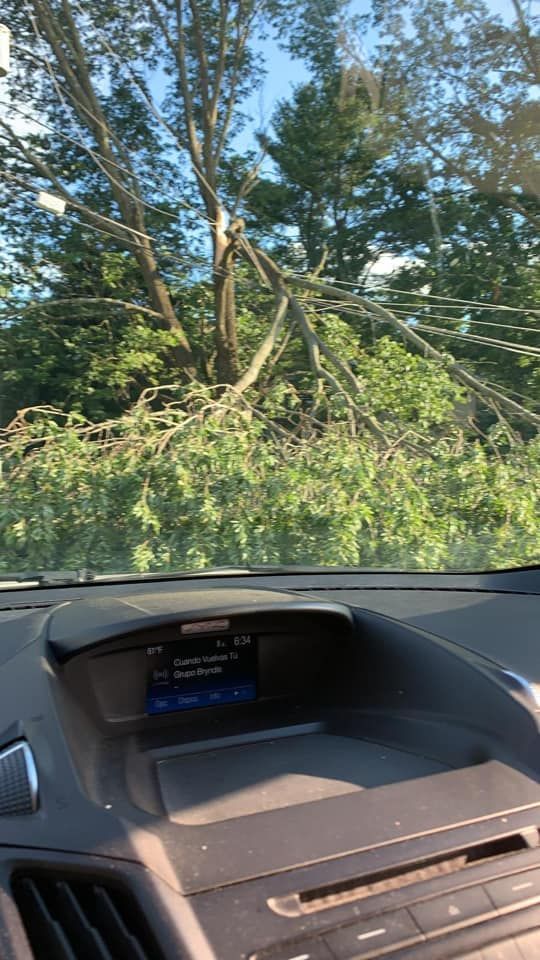 A tree has fallen on the windshield of a car