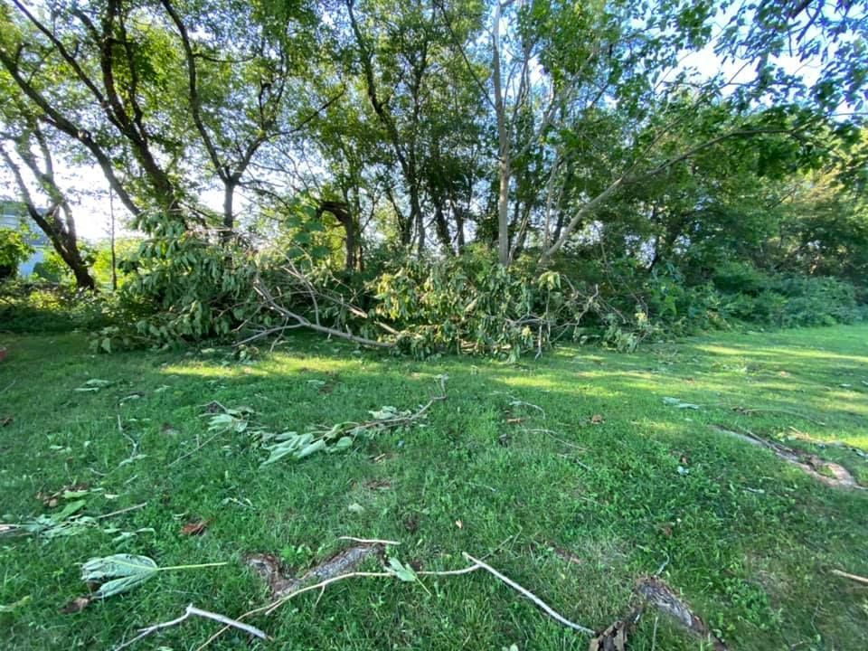 A fallen tree in a grassy field 