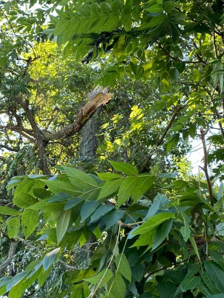 A tree with a broken branch is surrounded by green leaves.