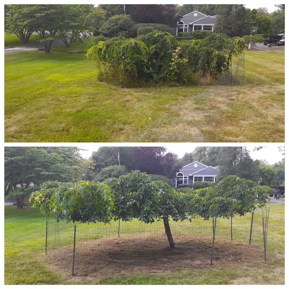 A before and after picture of a tree in a yard