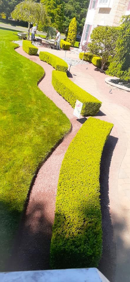 A row of hedges along a path in a garden