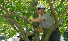 Learn More About Tree Pruning Services Tree Pruning Services