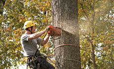 Learn More About Tree Removal Services Tree Removal Services