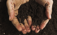 Learn More About Tree Health Care Services Tree Health Care Services