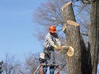 Tree Services