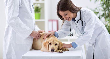Compassionate Pet Surgery